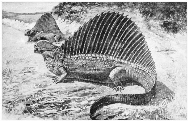 античная иллюстрация: динозавры, диметродон - illustration and painting geologic time scale old fashioned wildlife stock illustrations