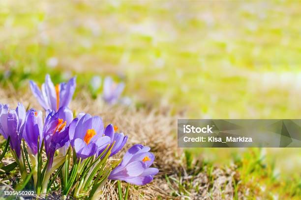 Close Up Blooming Crocuses Spring Flowers Stock Photo - Download Image Now - Beauty, Beauty In Nature, Beginnings