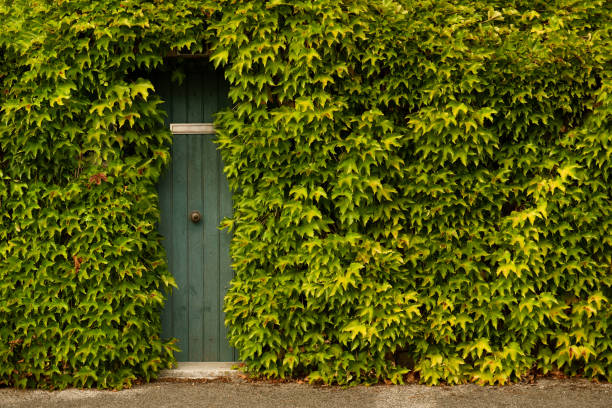 istock A green door with leaves growing all around it 1305451292