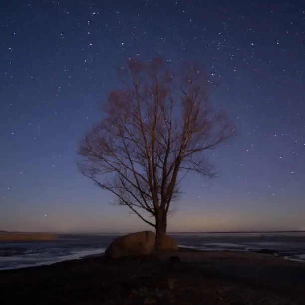 Landscape with night starry sky and silhouette of tree on the hill. Aurora Borealis ( Northern light) with lonely tree, falling stars. Universe