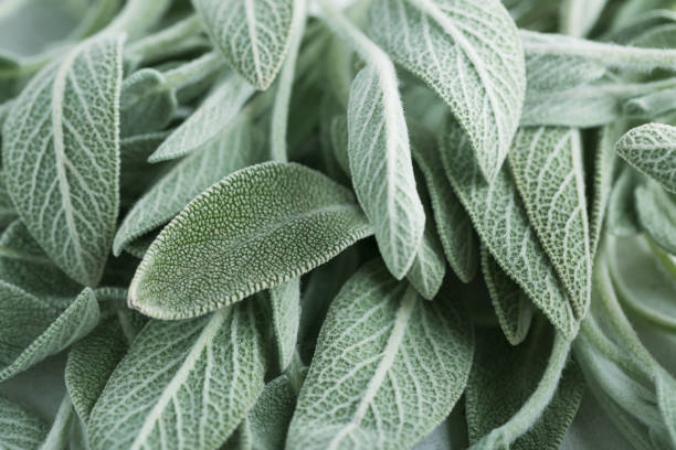 Clary Sage natural green leaves macro background stock photo