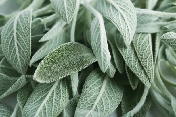 Salvia officinalis. Clary Sage natural green leaves macro background plant photography.