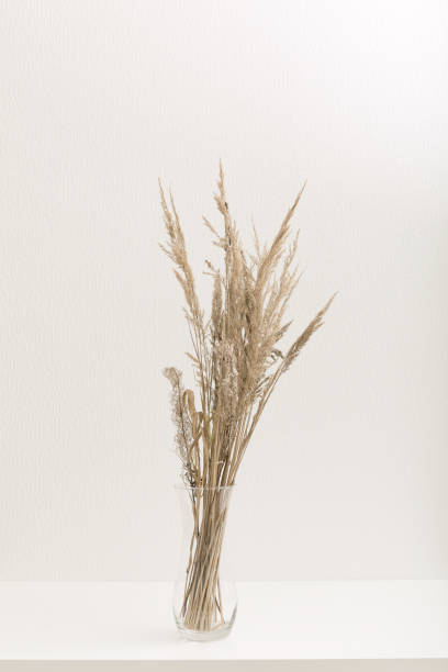 istock Pampas grass branch in vase 1305452944