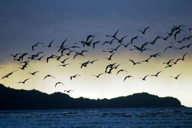 istock a flock of birds flying in nature 1305454127