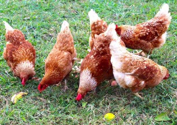 polli ramge gratuiti che beccano frutta sull'erba - biodynamic foto e immagini stock