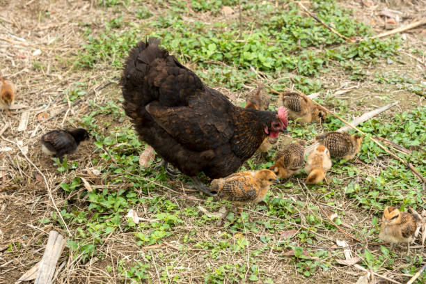 istock Chicken or hen on a green meadow. 1305455374