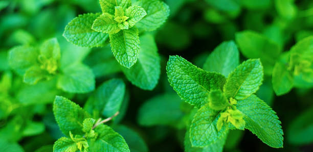 istock growing mint in a greenhouse. selective focus 1305455667