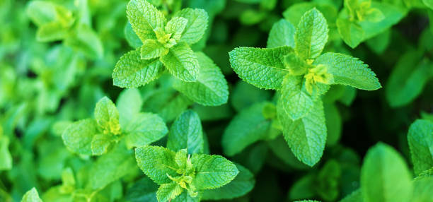 istock growing mint in a greenhouse. selective focus 1305455672