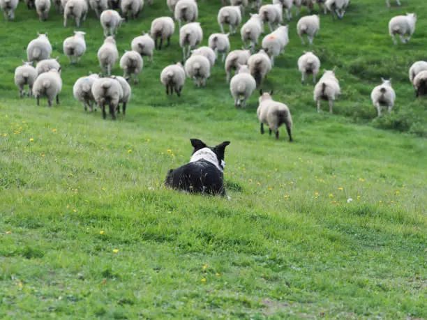 A working sheep dog moves a large flock of sheep through a field.
