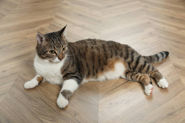 istock Cute cat resting on warm floor at home. Heating system 1305457161