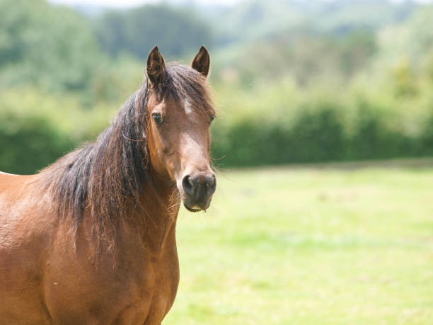 istock Pretty Bay Horse 1305458123