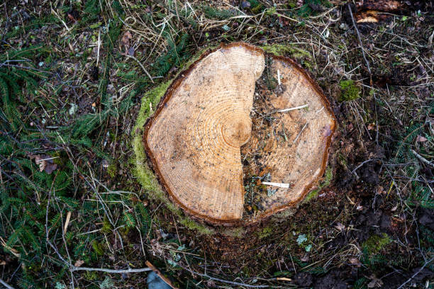 istock instead of a tree cut in the forest, there is a stump where you can see the structure 1305458267