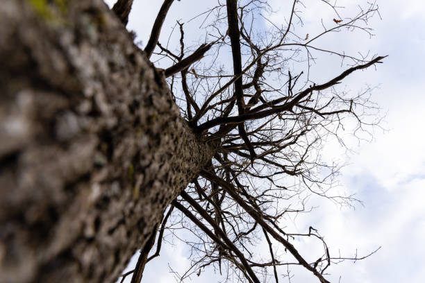 istock view upwards along the trunk of a large deciduous tree where you can see large branches that stand out against the background of the blue sky 1305458309