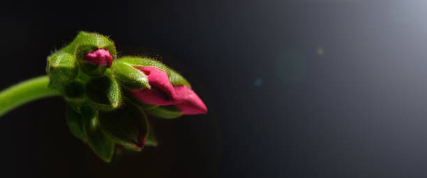 istock A pink geranium bud on a black background. Mourning background. Banner, on the right there is an empty space for the text 1305458932