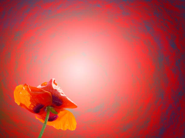 istock Red poppy on red abstract background. Element for design 1305459057