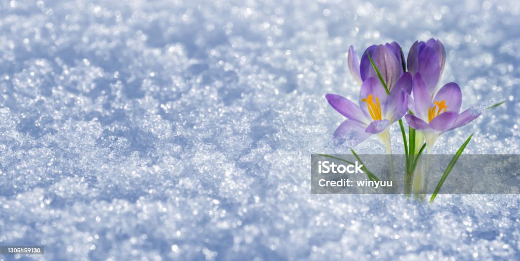 spring awakening with blooming blue crocus flower in the snow cover, sunny springtime idyll background with copy space, beauty in nature Crocus Stock Photo