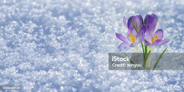 Spring Awakening With Blooming Blue Crocus Flower In The Snow Cover Sunny Springtime Idyll Background With Copy Space Beauty In Nature Stock Photo - Download Image Now