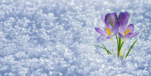 spring awakening with blooming blue crocus flower in the snow cover, sunny springtime idyll background with copy space, beauty in nature