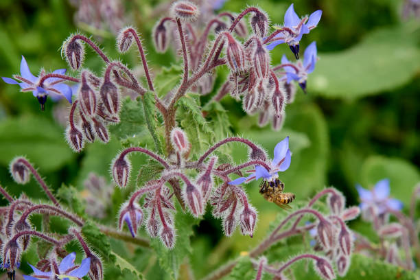 istock Ligustica bee on a borage flower 1305461390