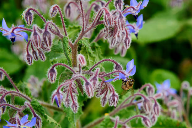 istock Ligustica bee on a borage flower 1305461446