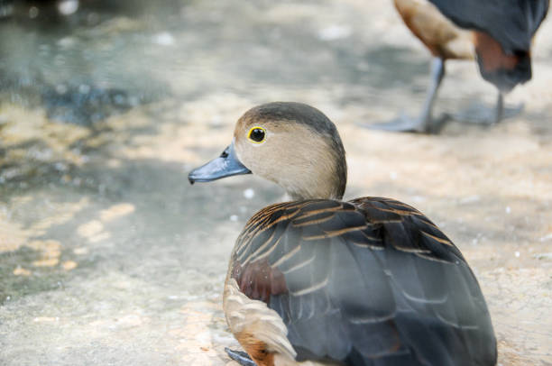 Grouse is a wild bird that is often found in swamps. This bird is similar to a duck, with the same beak and legs, only smaller body size.\n\nThese flying birds can also dive in the air to get away from prey, or find food.