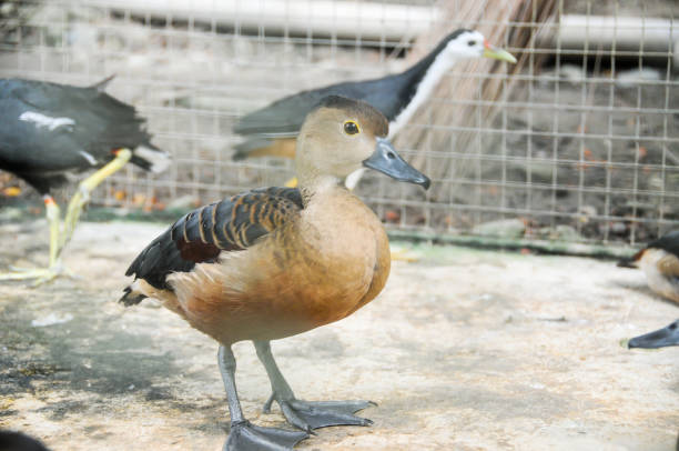 Grouse is a wild bird that is often found in swamps. This bird is similar to a duck, with the same beak and legs, only smaller body size.\n\nThese flying birds can also dive in the air to get away from prey, or find food.