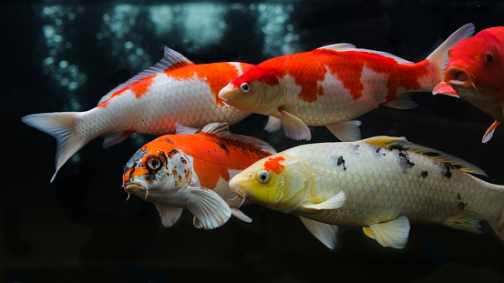 Group of various koi fish isolated on black background