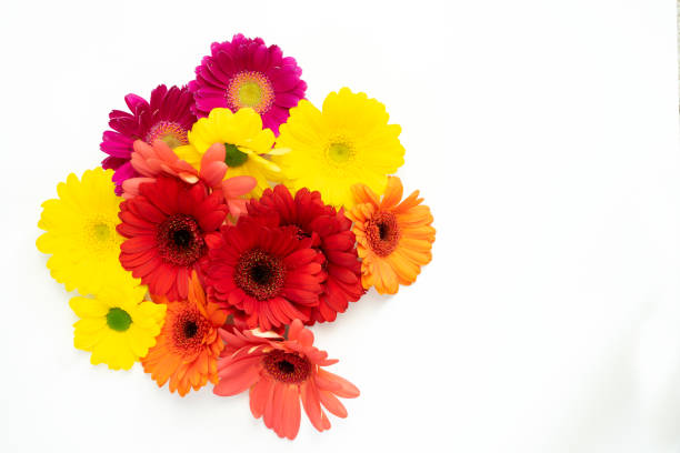 istock Colorful Gerbera daisies on a white background 1305462465