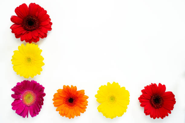 istock Colorful Gerbera daisies on a white background 1305462554