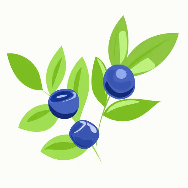 Vector illustration of Blueberry berries on a twig with leaves