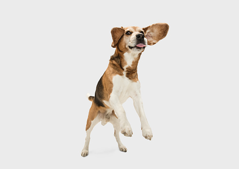 Having fun. Full length portrait of big Beagle dog, purebred animal sitting isolated over white background. Concept of motion, pets love, animal life. Looks happy, delighted. Copyspace for ad, design.