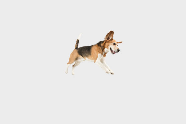 istock Funny happy beagle dog jumping isolated over white background. 1305463686