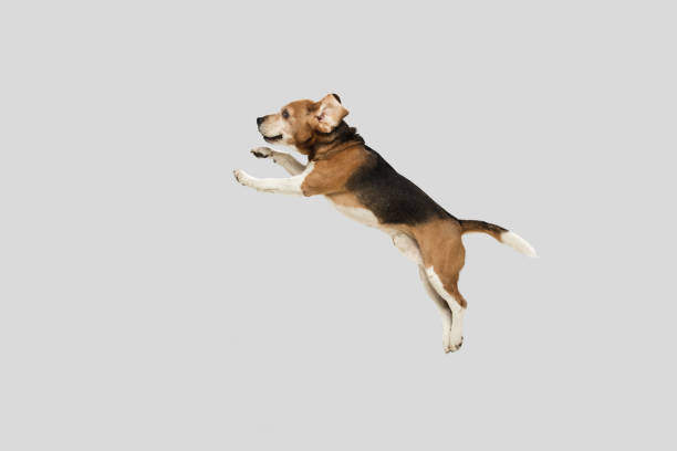 istock Funny happy beagle dog jumping isolated over white background. 1305463691