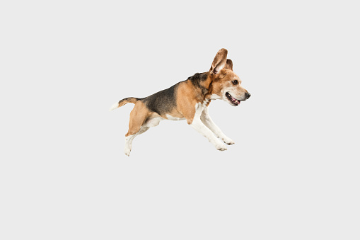 High jump. Cute playful Beagle big old dog jumping isolated over white studio background. Concept of motion, movement, pets love, animal life. Looks happy, delighted, funny. Copyspace for ad.