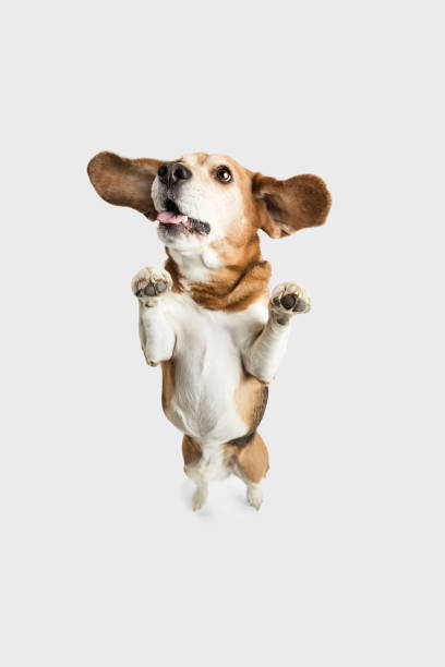 istock High angle view of cute Beagle dog posing isolated over white background. 1305463707