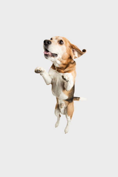 istock High angle view of cute Beagle dog posing isolated over white background. 1305463710