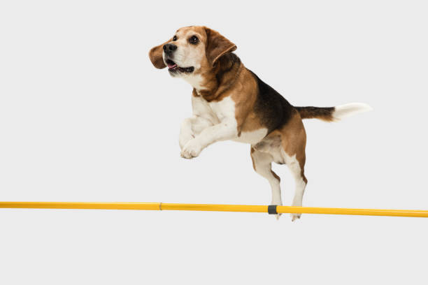 istock Big old Beagle dog jumping over stick isolated on white background. 1305463728