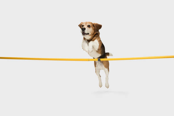 istock Big old Beagle dog jumping over stick isolated on white background. 1305463730