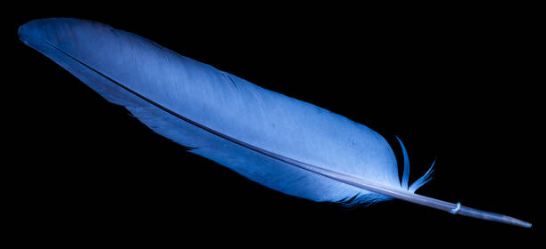istock blue dove feather on black isolated background 1305463785