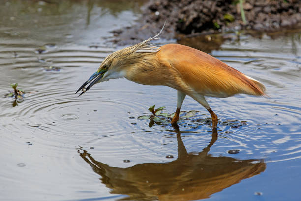istock Squacco Heron eating a fish in Kruger National Park 1305464956