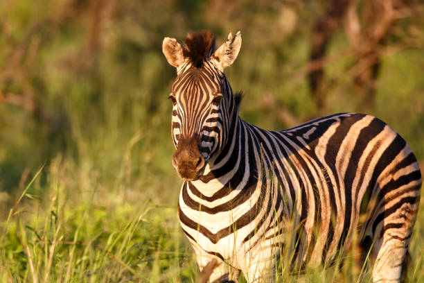 istock Zebra walking around in Nambiti Game Reserve 1305464978