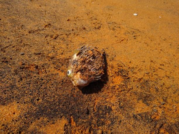 istock dead pufferfish on the seashore, close-up view 1305467325