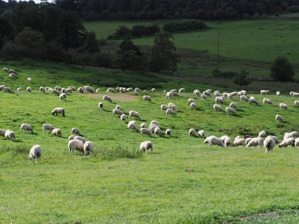 istock Flock of Sheep 1305467525
