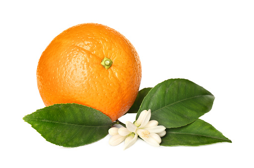 Dried orange on a white background. Long header banner format. Panorama website header banner. High quality photo
