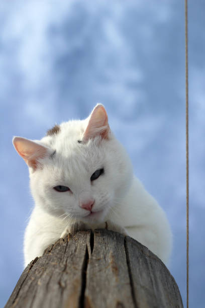 White cat runs along a russian village road covered with snow in frosty winter evening