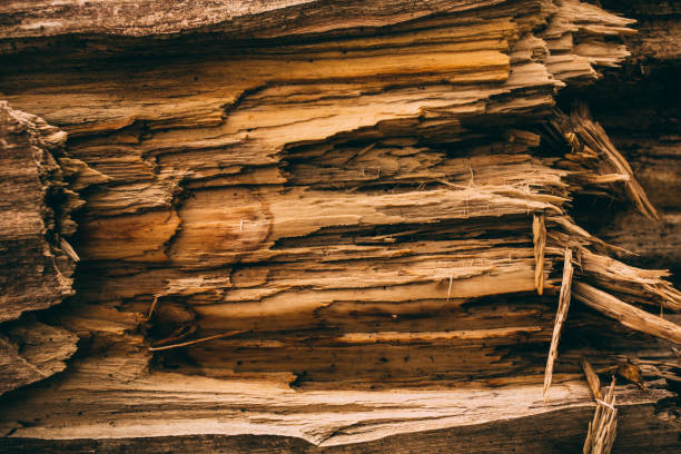 Wood texture and background for design. Cut tree trunk background in vintage style. Tree trunk close up.