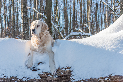White Golden Retriever in Snow Covered Forest in Northern Europe