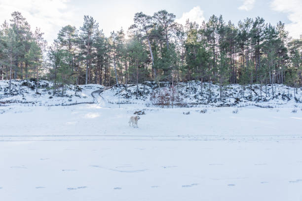 istock White Golden Retriever on a Snow Covered Beach in Latvia 1305469830