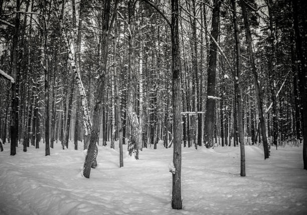 istock Snowy Pine Forest with Long Shadows in Latvia 1305470009