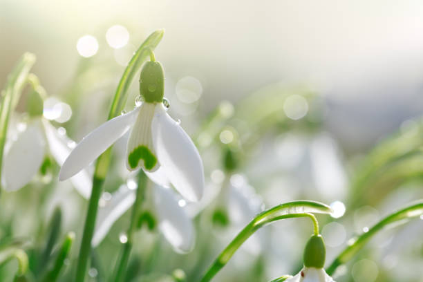 istock White snowdrops flower in sunny garden . Easter background. 1305470077